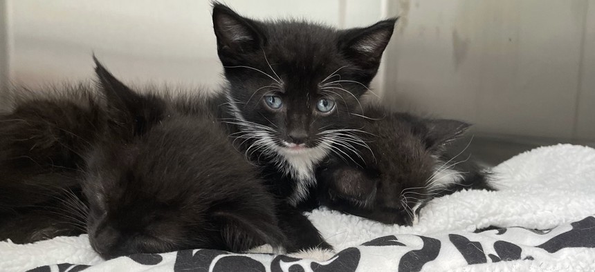 A kitten looks up at a newly opened nonprofit veterinary clinic operated by Flatbush Cats, promising affordable spaying anda neutering with the goal of reducing Brooklyn's feral cat population.