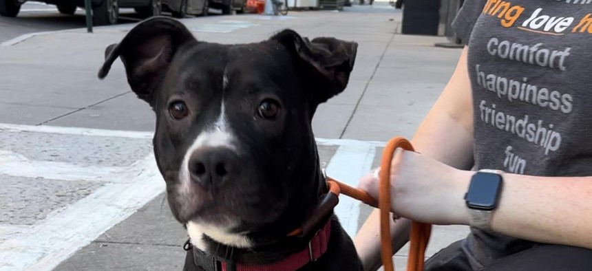  A dog rescued from Florida following Hurricane Helene arrives in New York City.